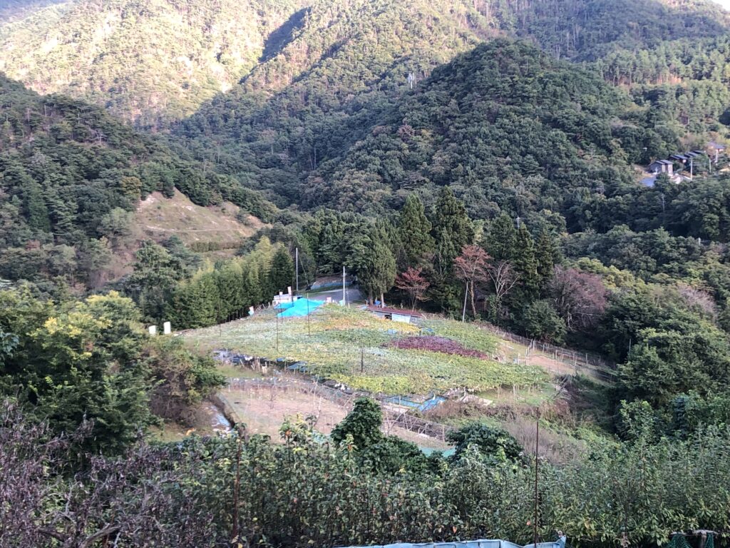 山あいの高台に広がる三渓園のぶどう畑